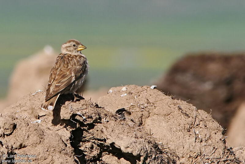 Rock Sparrow