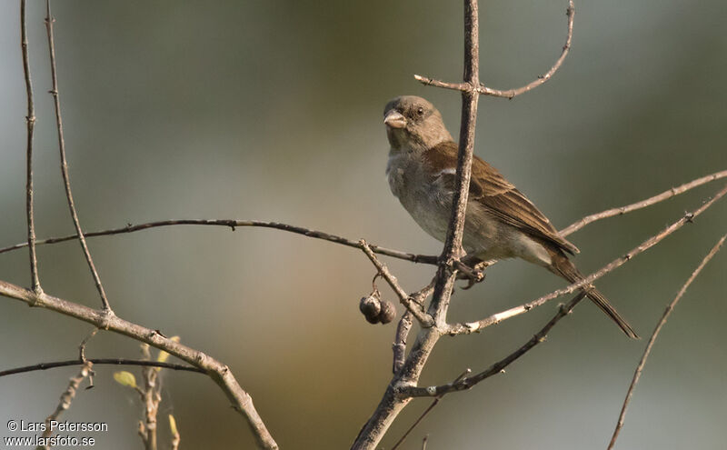 Southern Grey-headed Sparrow