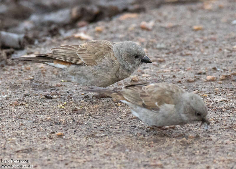 Moineau swahiliimmature, identification