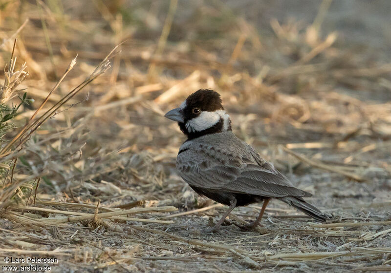 Black-crowned Sparrow-Lark