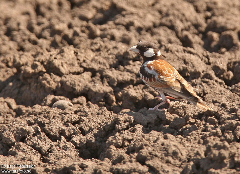 Chestnut-backed Sparrow-Lark