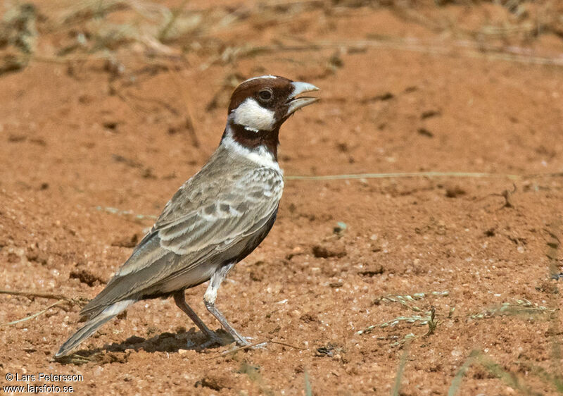 Chestnut-headed Sparrow-Lark