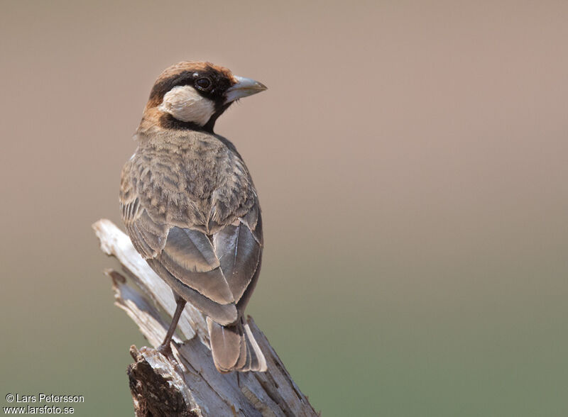 Fischer's Sparrow-Lark