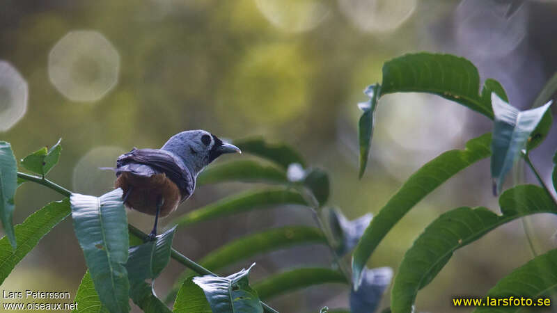 Black-winged Monarchadult