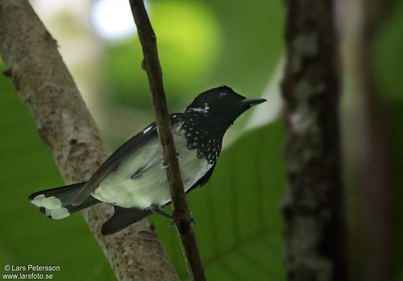 White-collared Monarch