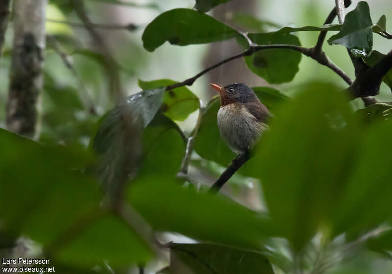 Chestnut-throated Flycatcher female adult, identification