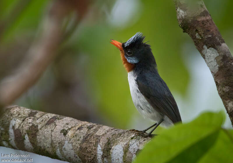 Chestnut-throated Flycatcher male adult, identification