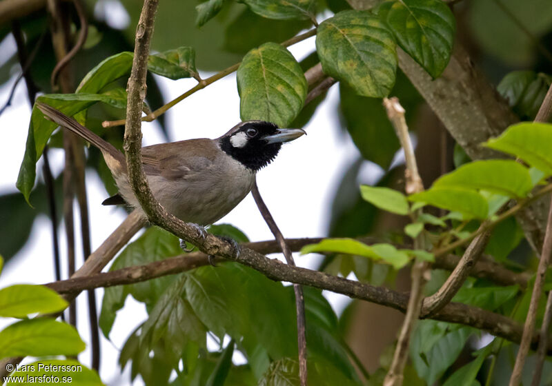 Black-throated Shrikebill