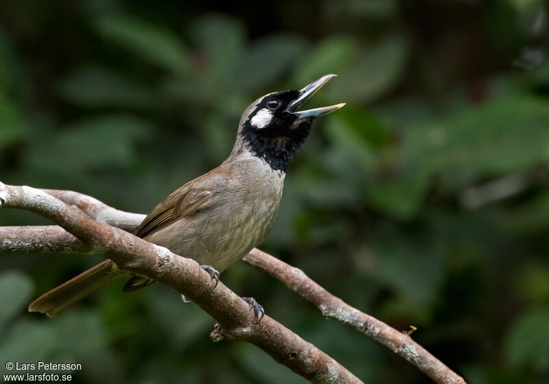 Black-throated Shrikebill