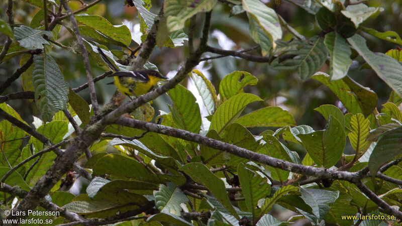 Black-breasted Boatbill