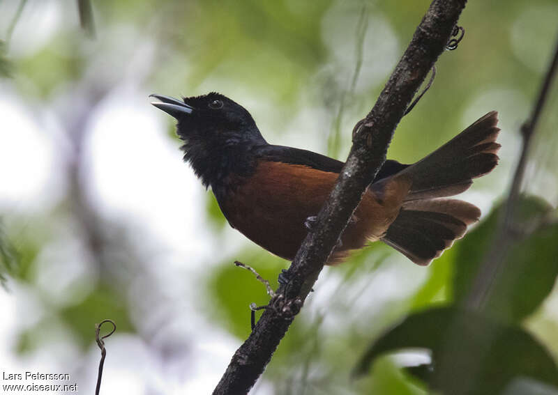 Chestnut-bellied Monarchadult, identification