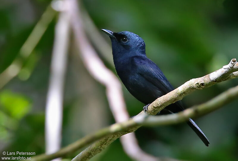 Biak Black Flycatcher