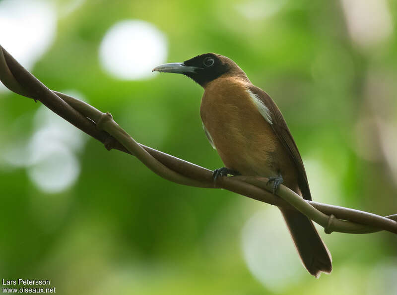 Rennell Shrikebill