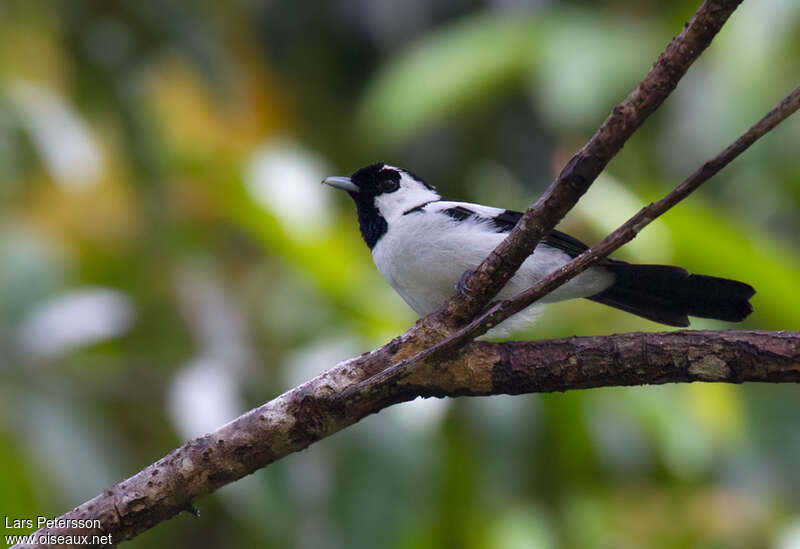 Black-tailed Monarchadult, identification