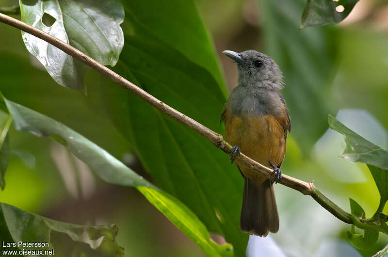 Island Monarch