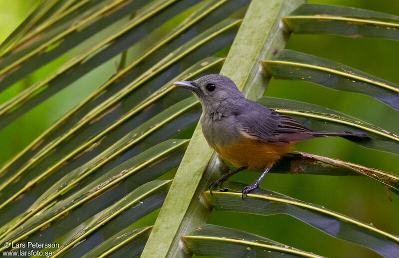 Island Monarch