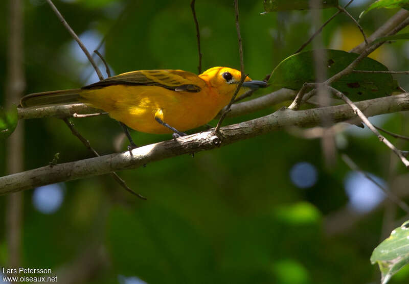 Golden Monarch female adult