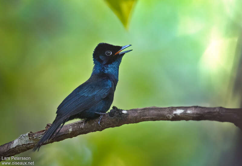 Shining Flycatcher male adult, song