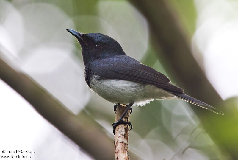 Melanesian Flycatcher