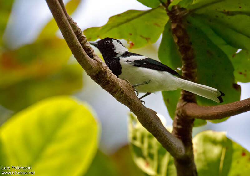 Manus Monarchadult, identification