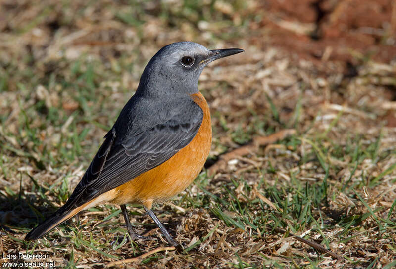 Short-toed Rock Thrush male adult breeding, identification