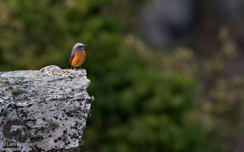 Short-toed Rock Thrush