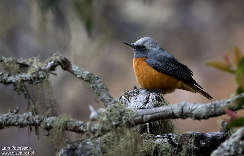 Short-toed Rock Thrush male adult, habitat, pigmentation