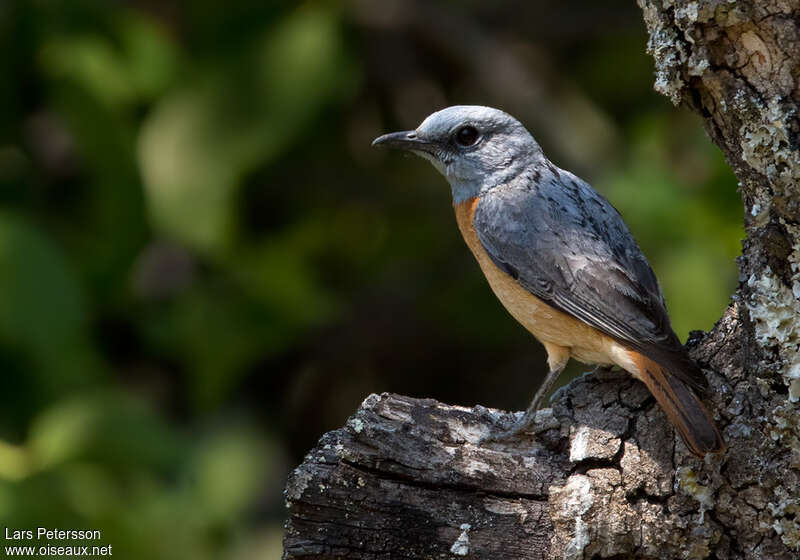 Miombo Rock Thrush male adult, identification