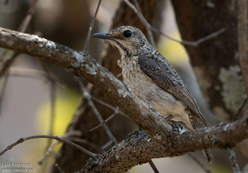 Miombo Rock Thrush female adult, identification