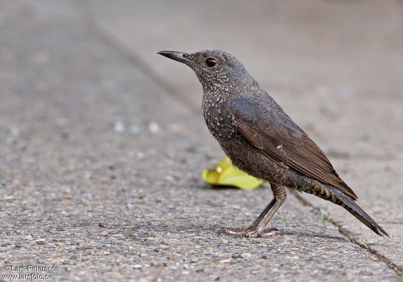 Blue Rock Thrush