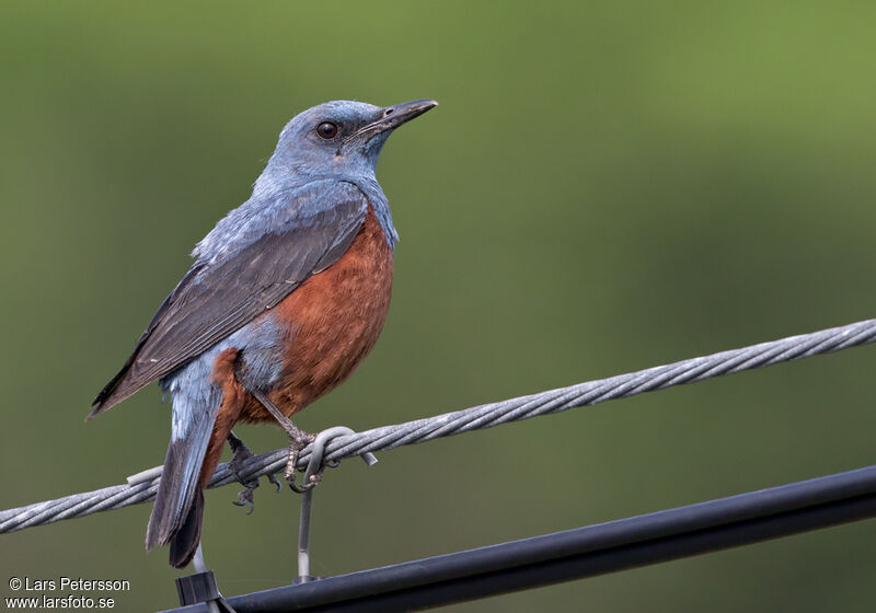 Blue Rock Thrush