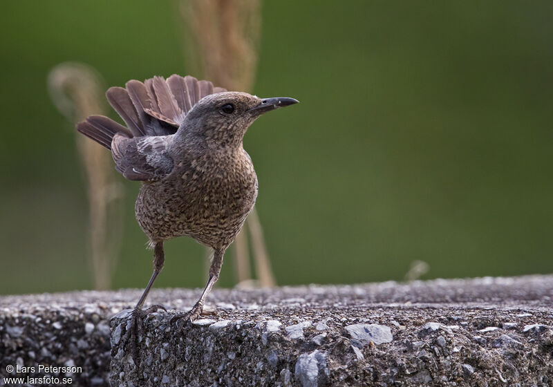 Blue Rock Thrush