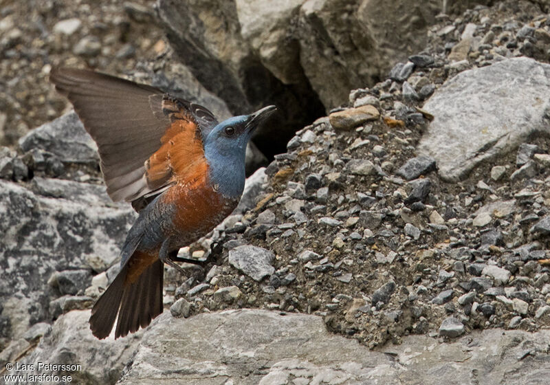 Blue Rock Thrush