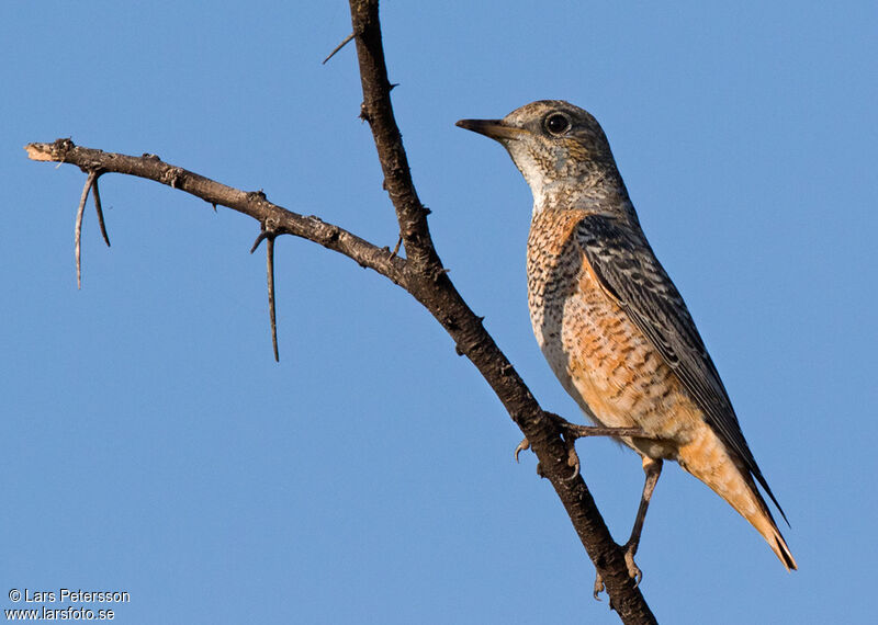 Common Rock Thrush