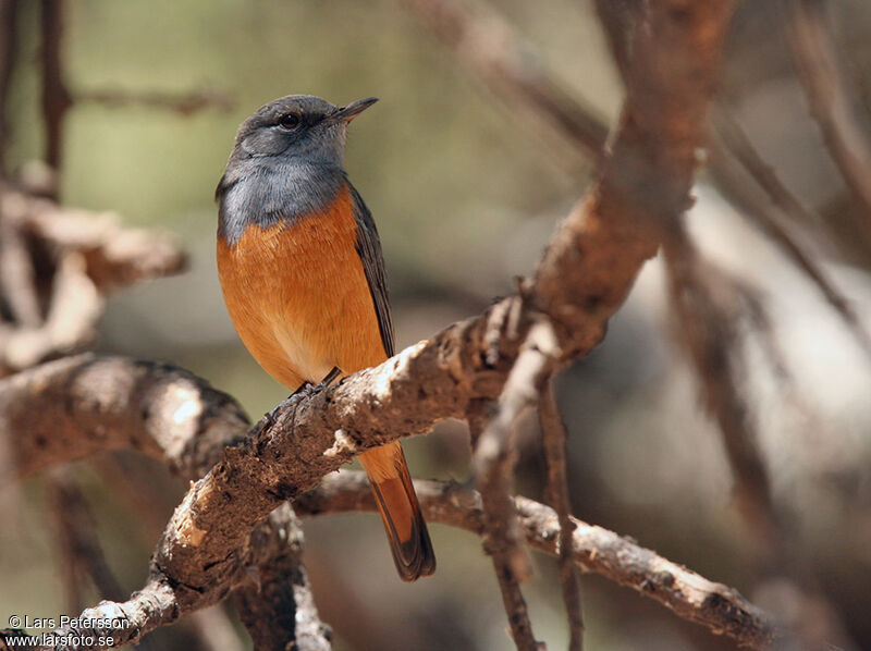 Little Rock Thrush