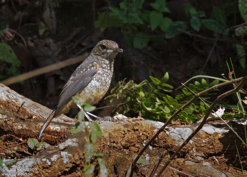 Little Rock Thrush