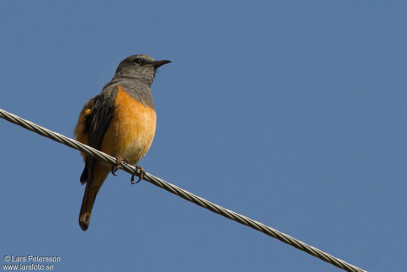 Little Rock Thrush