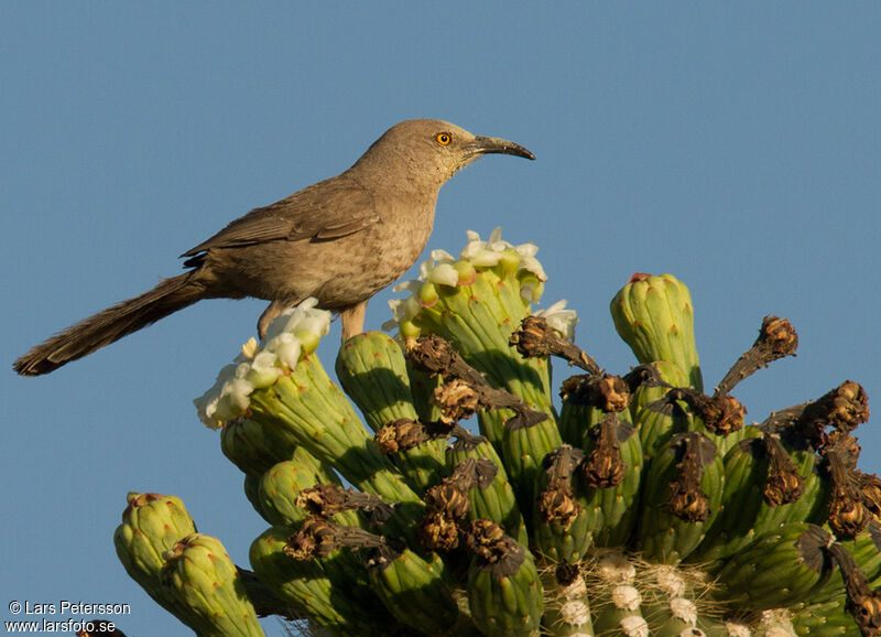 Curve-billed Thrasher