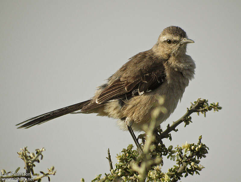 Patagonian Mockingbirdadult