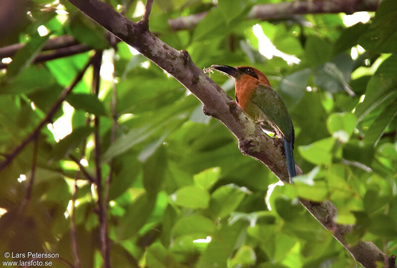 Motmot à bec large