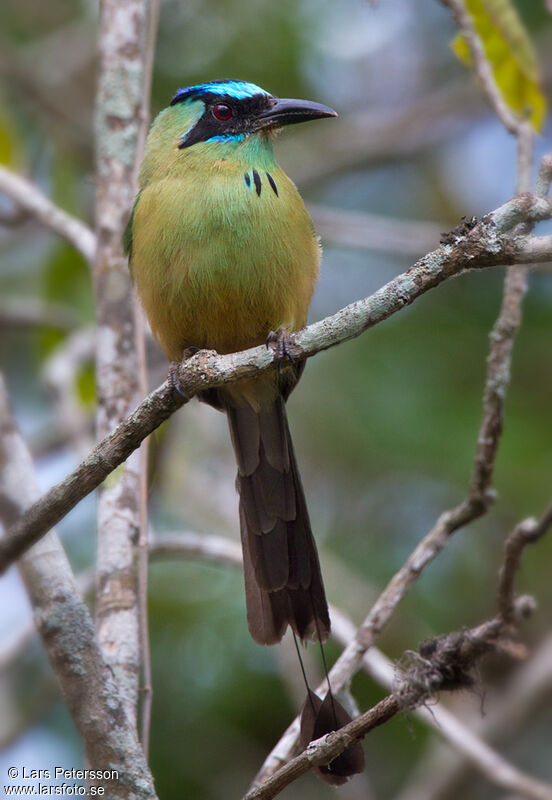 Whooping Motmot