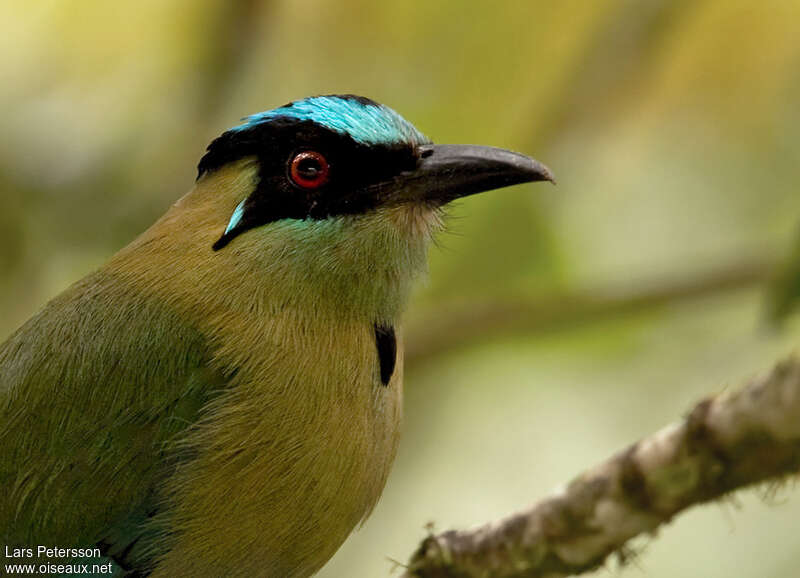 Motmot d'Équateuradulte, portrait