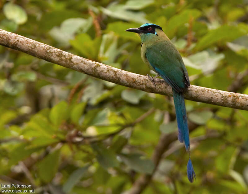 Motmot d'Équateuradulte, identification