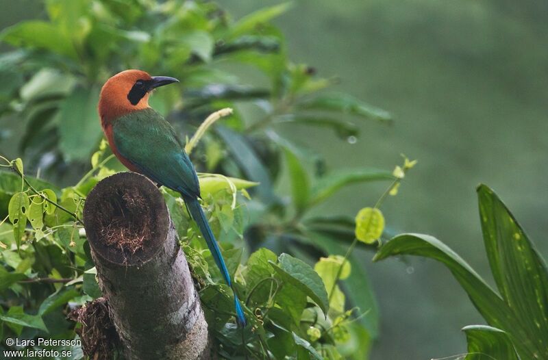 Rufous Motmot