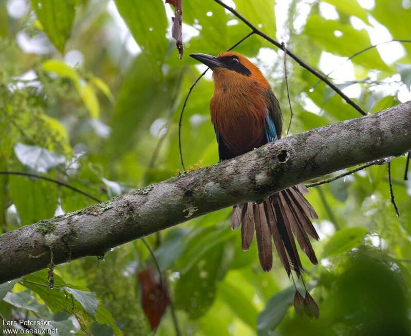 Motmot rouxadulte, habitat, composition