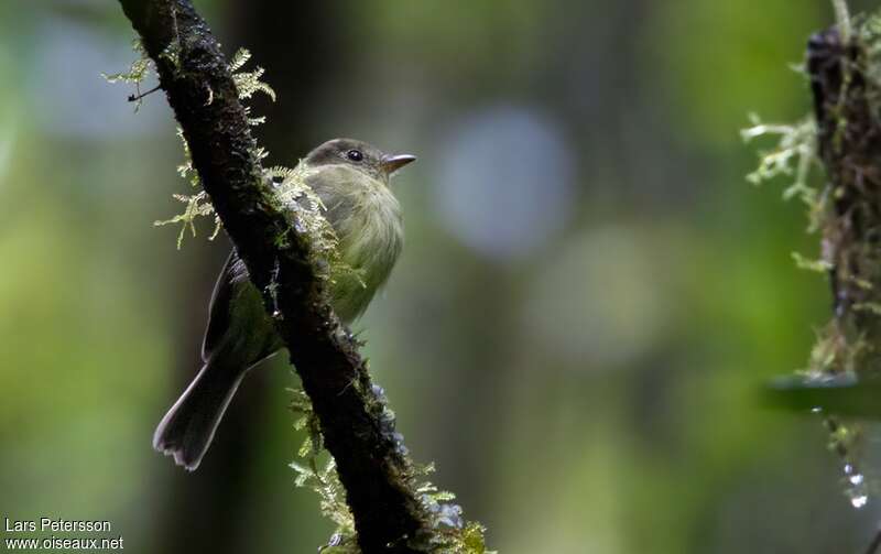 Orange-crested Flycatcher, identification