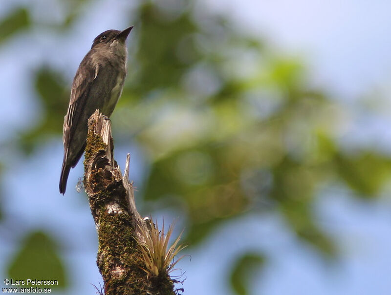 Olive-sided Flycatcher