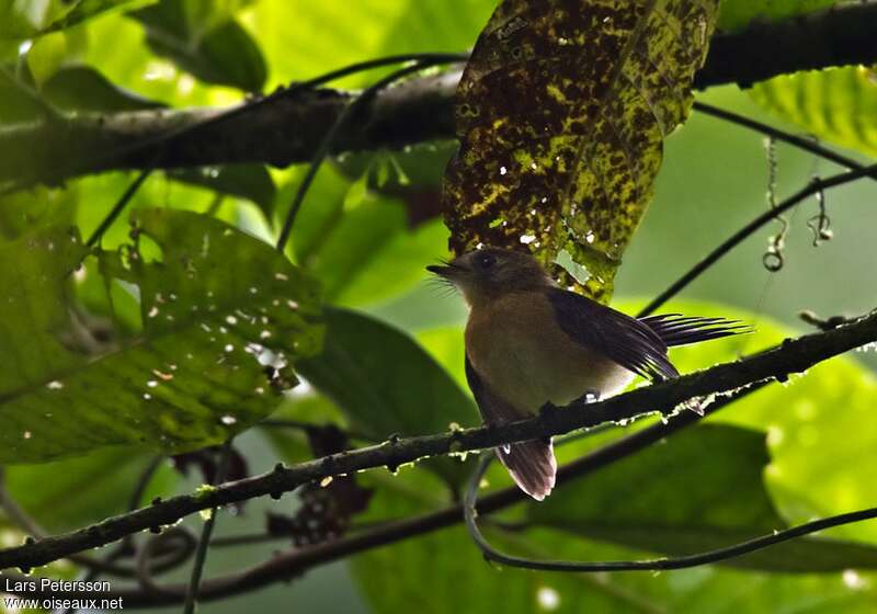 Sulphur-rumped Myiobius, habitat, Behaviour