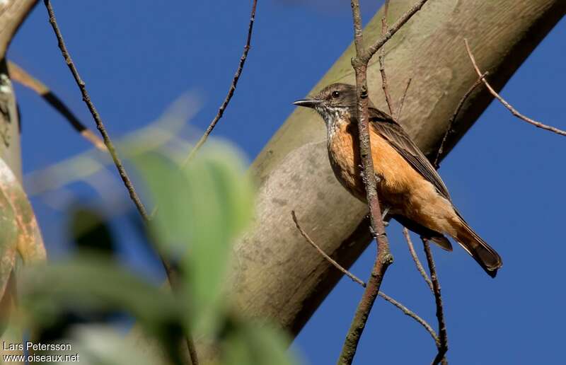 Streak-throated Bush Tyrant, identification