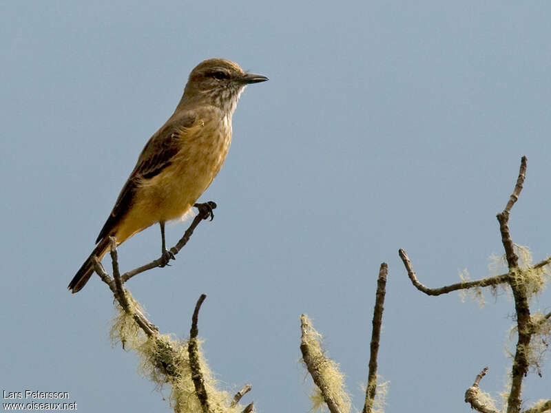 Streak-throated Bush Tyrantadult, identification